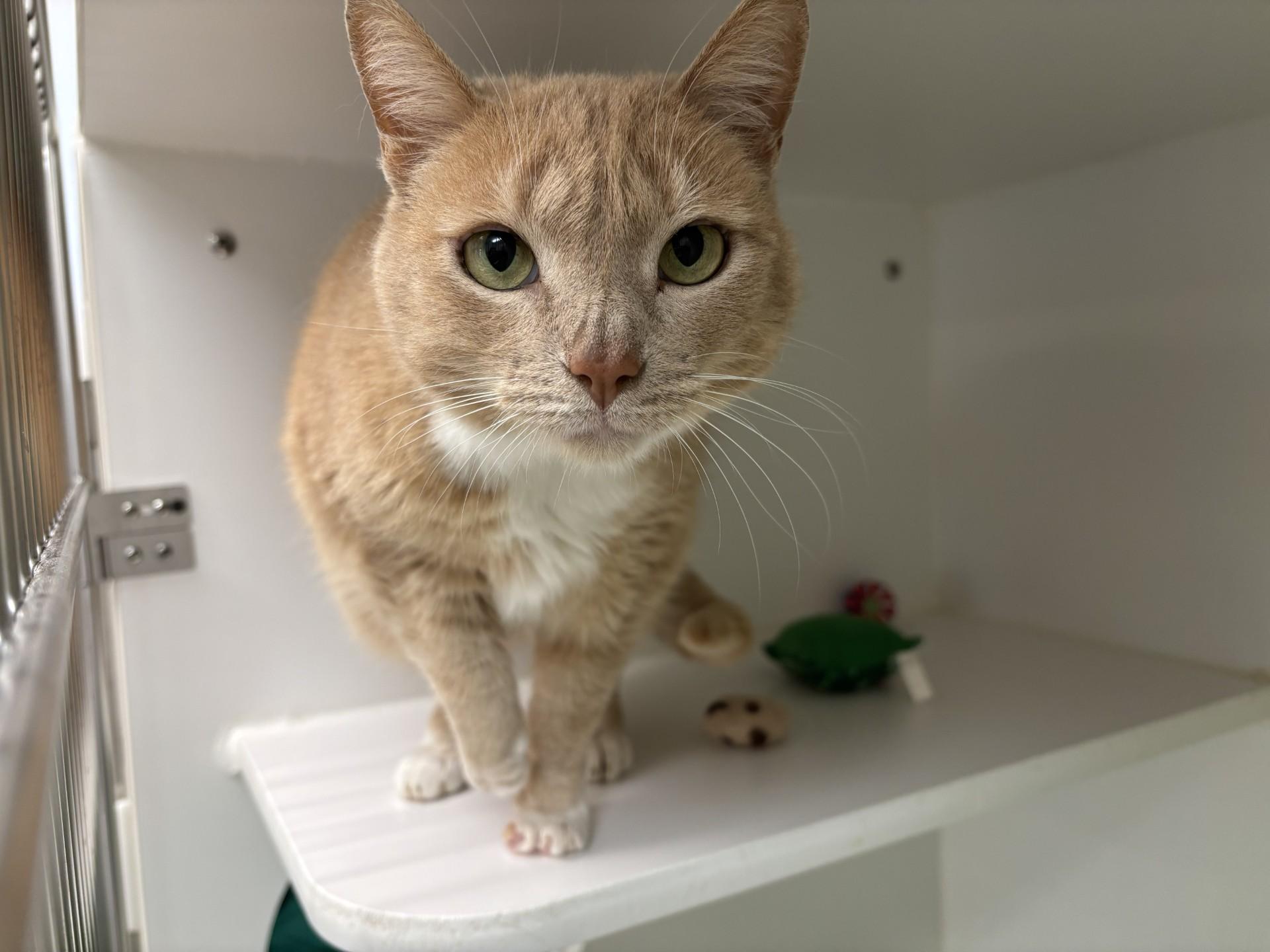 Chester, ADOPTABLE, Adult Male Domestic Short Hair.