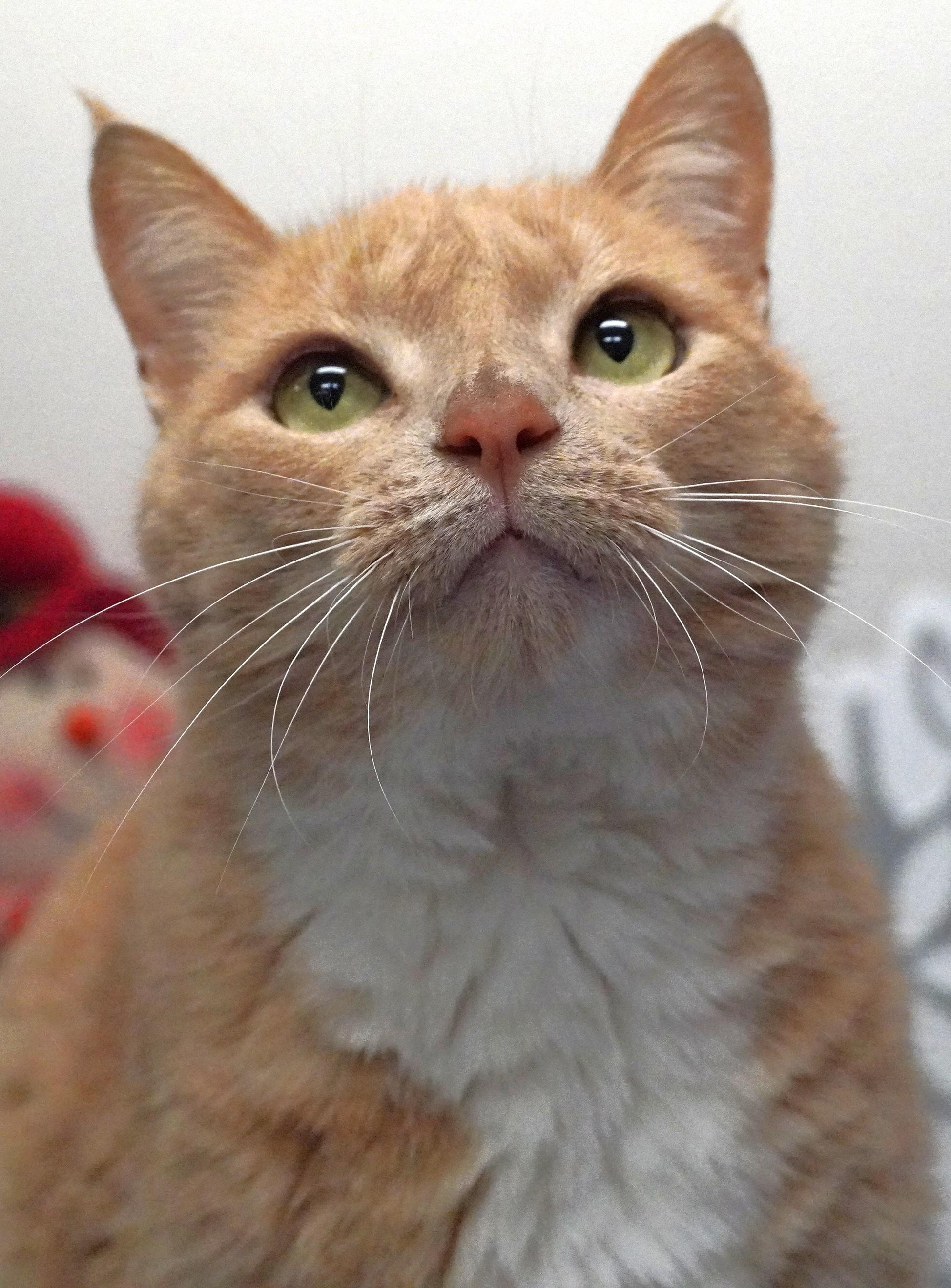 Chester, a ADOPTABLE Domestic Short Hair in Grants Pass, OR image 2/2
