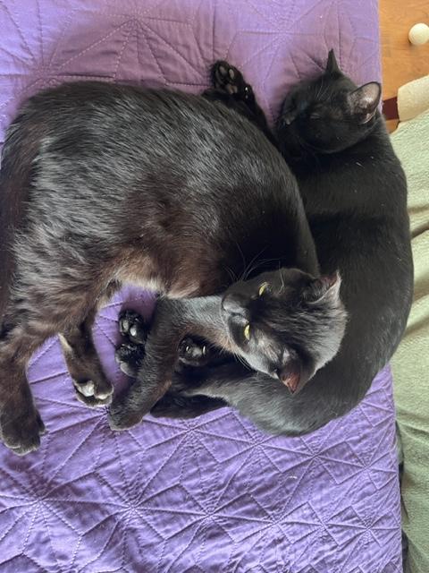 Elroy is a Big Boy Love, a Adoptable Domestic Short Hair in Eagle Point, OR image 6/6