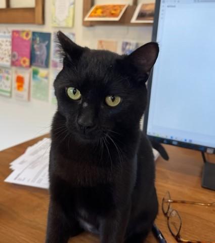 Elroy is a Big Boy Love, a Adoptable Domestic Short Hair in Eagle Point, OR image 3/6