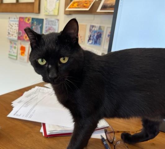 Elroy is a Big Boy Love, a Adoptable Domestic Short Hair in Eagle Point, OR image 2/6