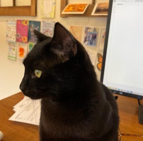 Elroy is a Big Boy Love, Adoptable, Young Male Domestic Short Hair.