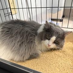 BiBi, Adoptable, Adult Female Domestic Long Hair.