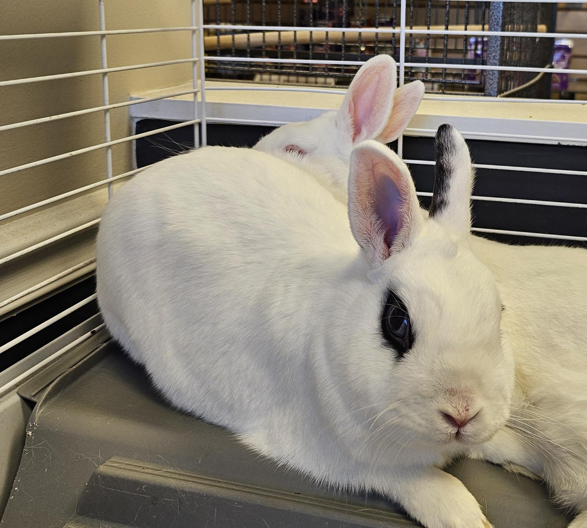 Lorelei, ADOPTABLE, Adult Female American.