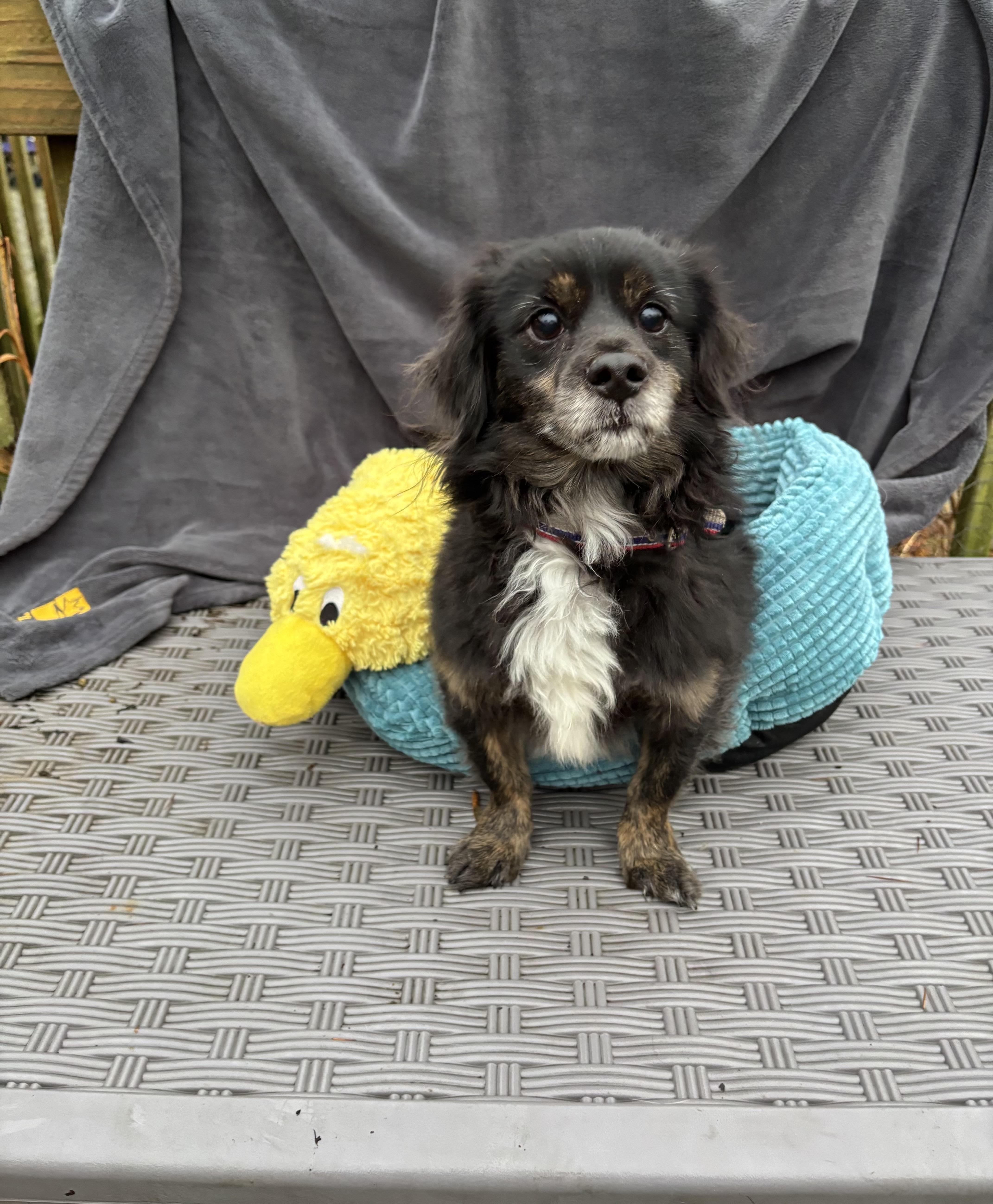 Benji 15 lbs , ADOPTABLE, Adult Male Dachshund (Long Haired) & Cavalier King Charles Spaniel.