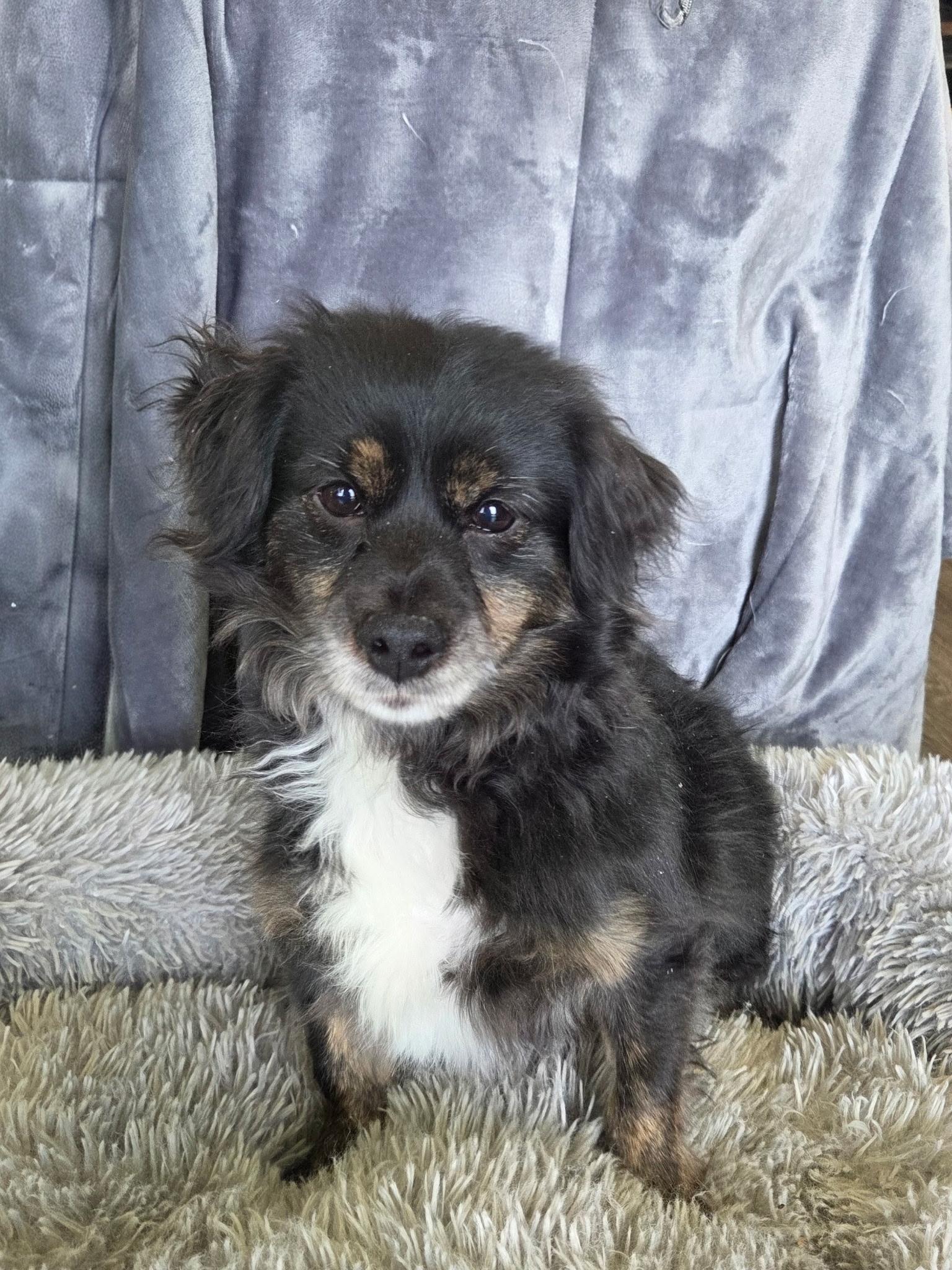 Enlarge Benji 15 lbs , an adopted mixed breed in White Lake, MI image 6/6