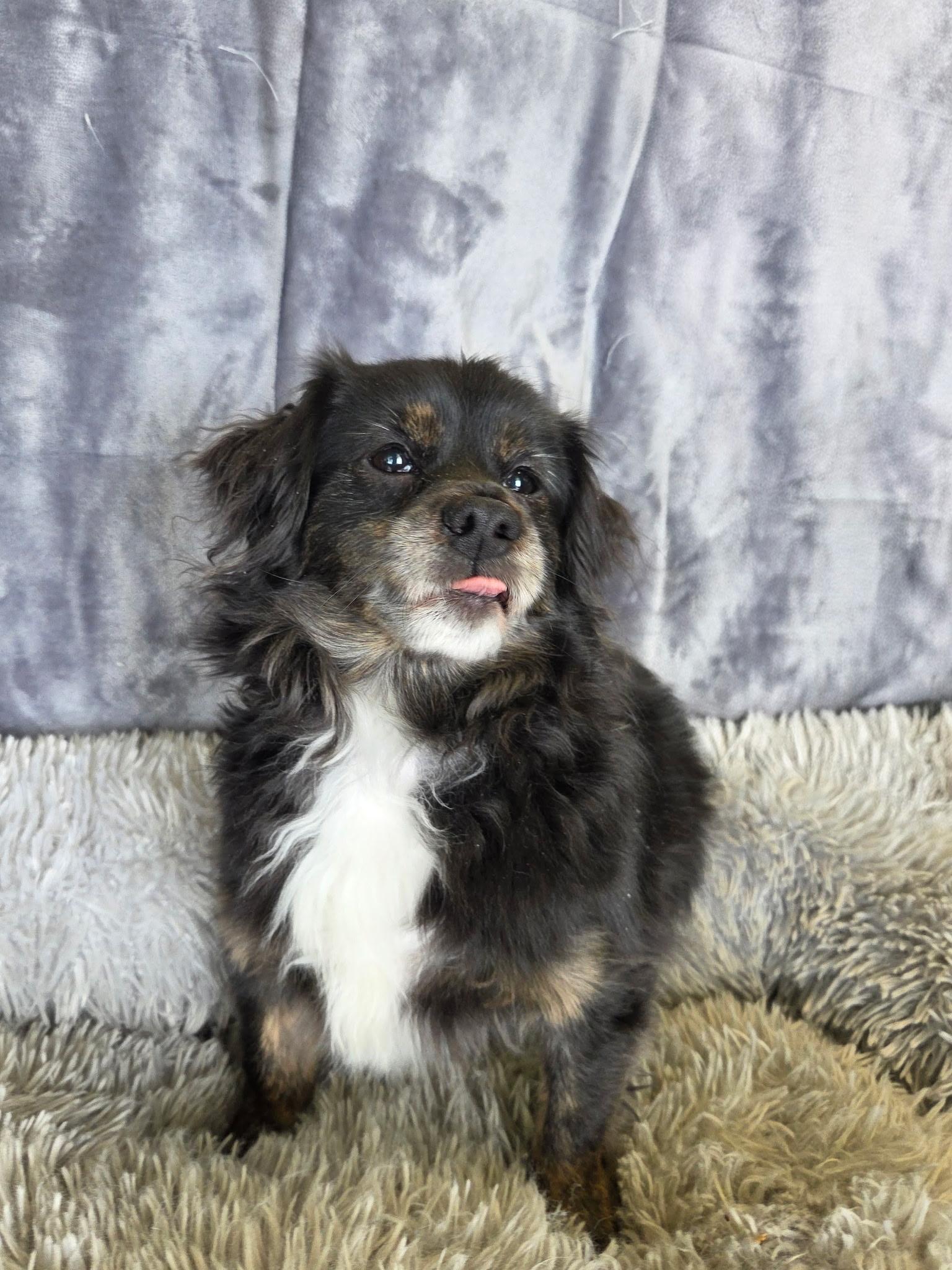 Enlarge Benji 15 lbs , an adopted mixed breed in White Lake, MI image 1/6