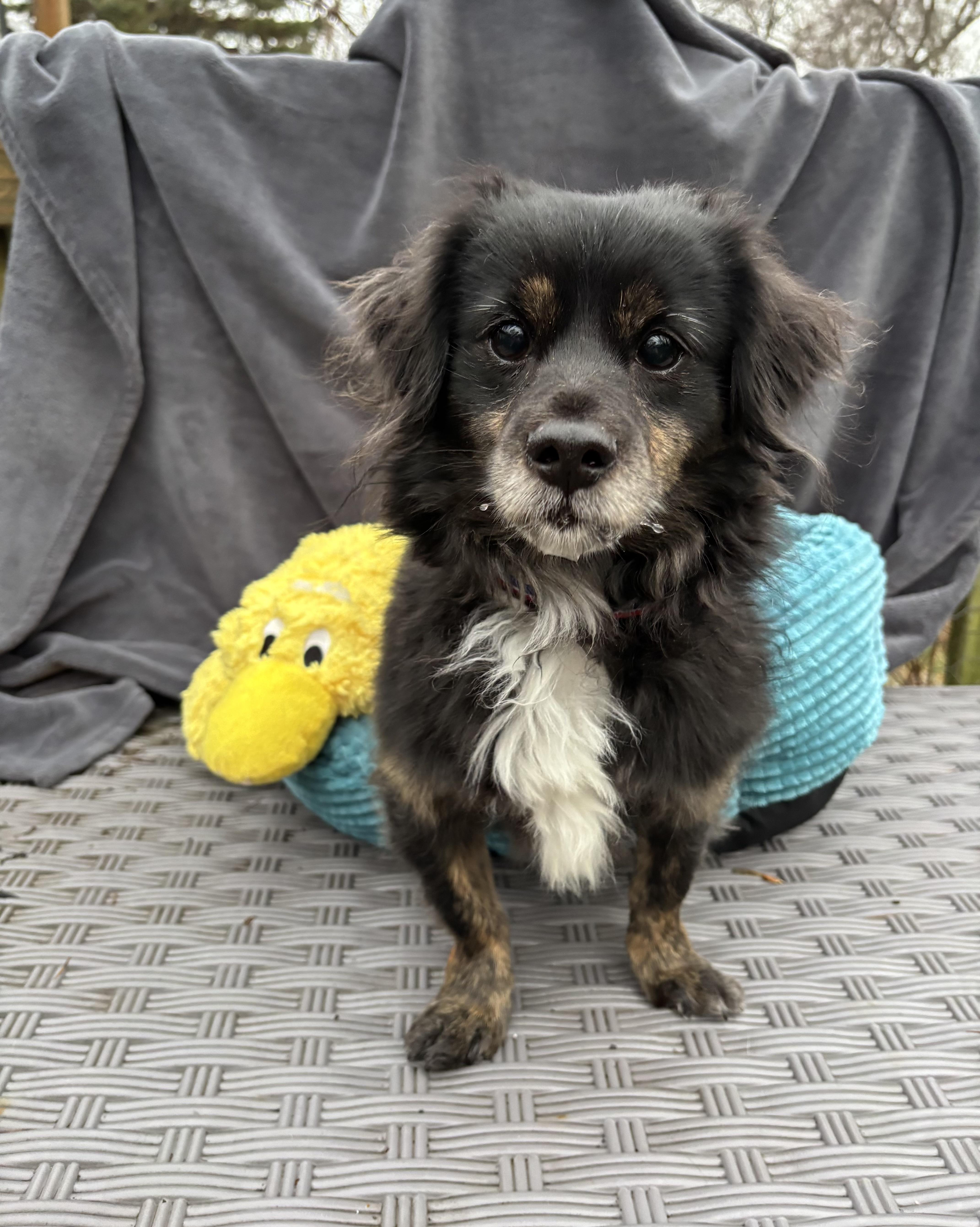 Benji 15 lbs , a ADOPTABLE mixed breed in White Lake, MI image 4/5