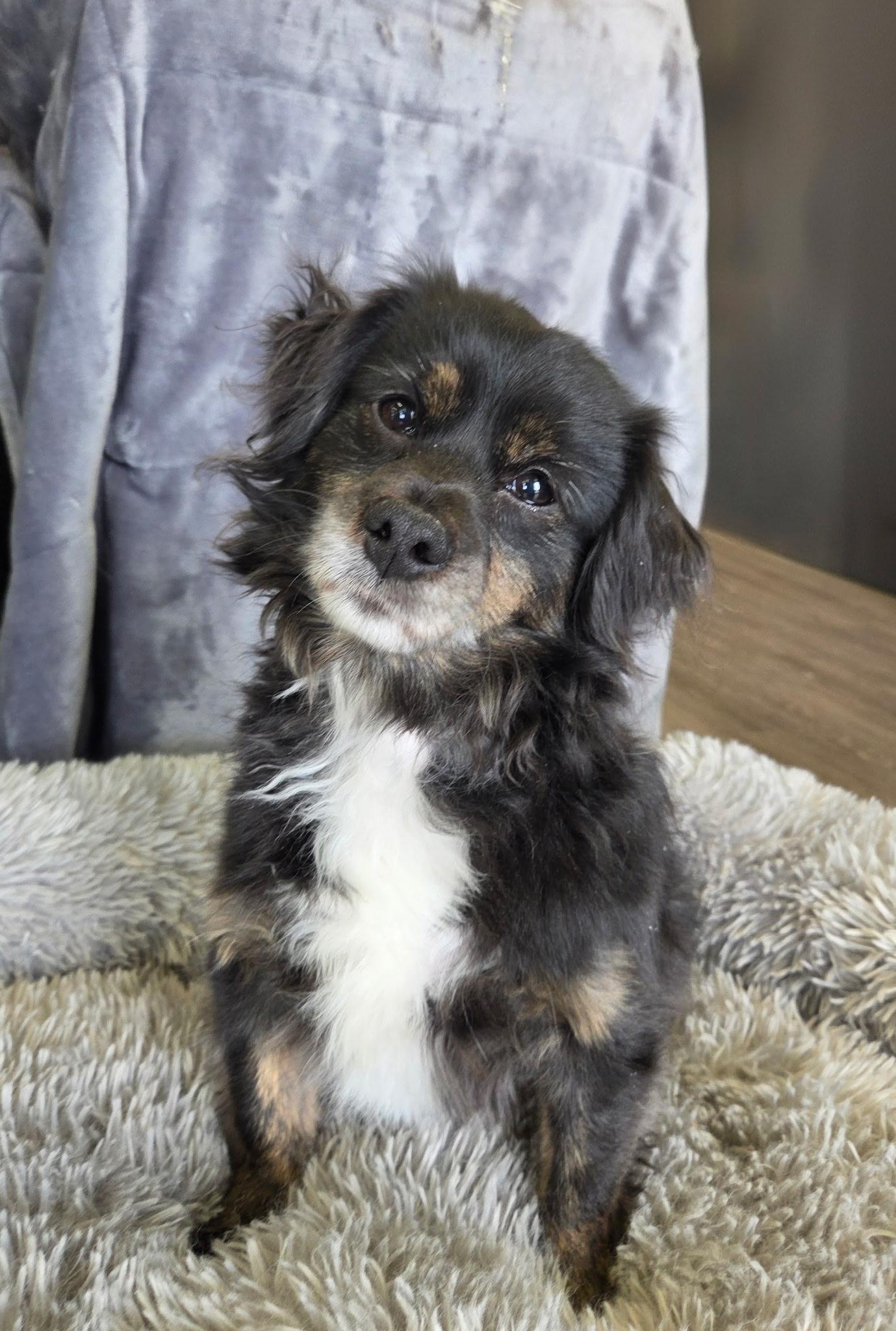 Enlarge Benji 15 lbs , an adopted mixed breed in White Lake, MI image 5/6