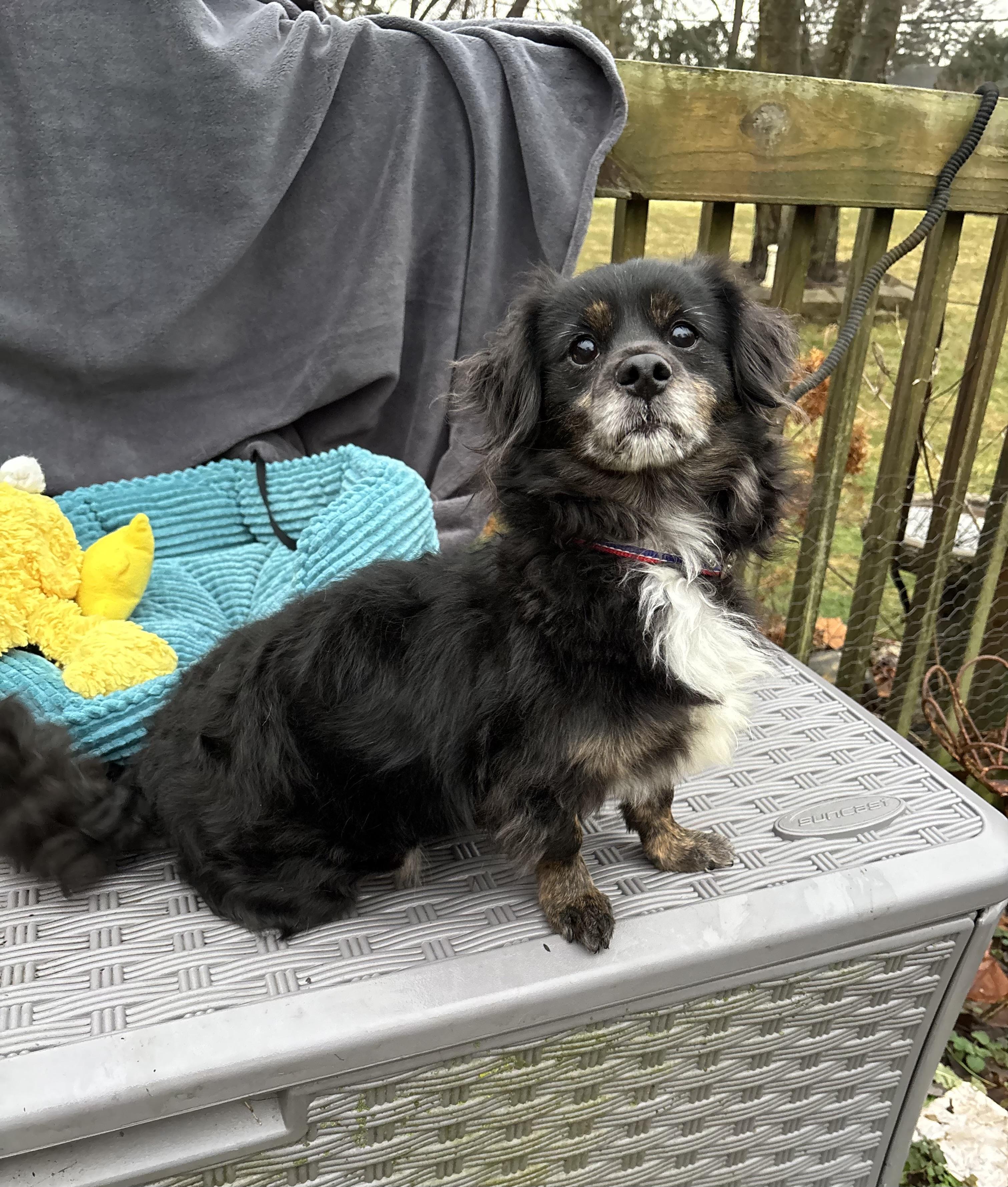 Benji 15 lbs , a ADOPTABLE mixed breed in White Lake, MI image 5/5