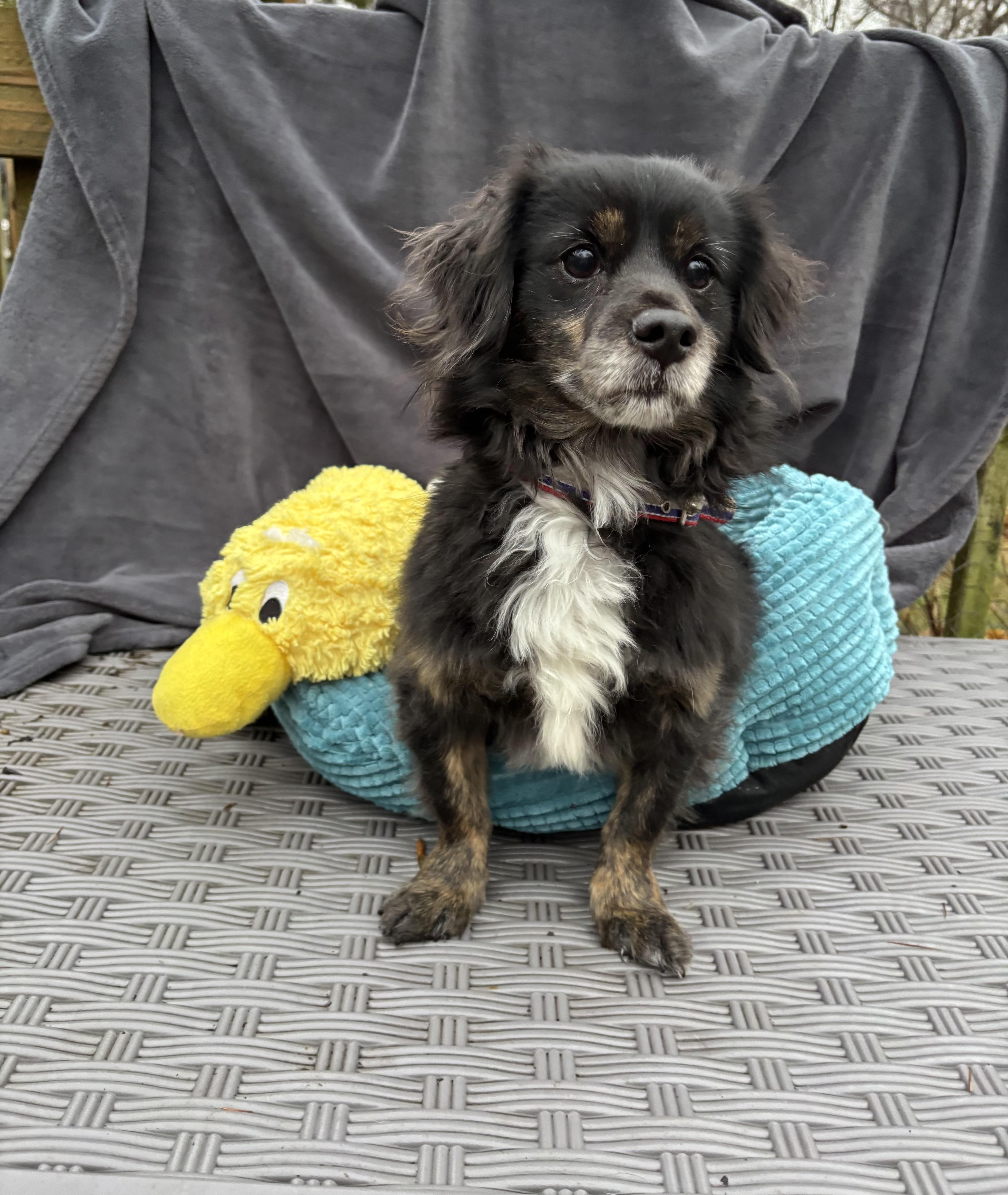 Benji 15 lbs , a ADOPTABLE mixed breed in White Lake, MI image 2/5
