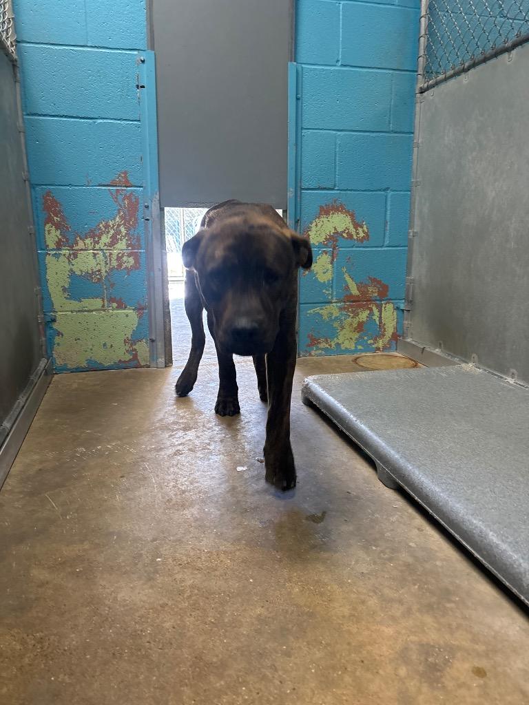 Enlarge Dillard, a Adoptable Mixed Breed in Hot Springs, AR image 1/1