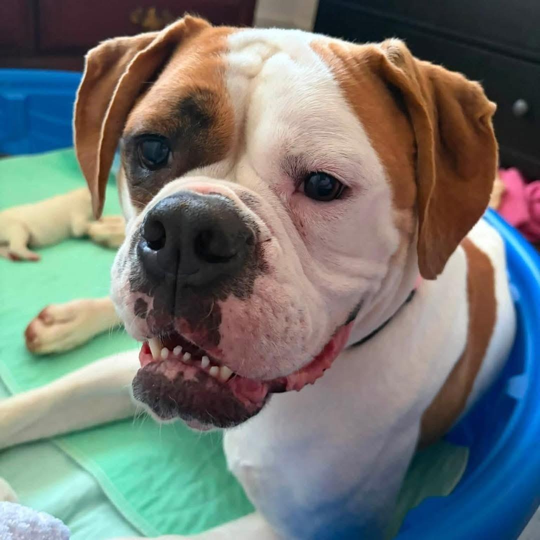Gracie, ADOPTABLE, Adult Female Bulldog.