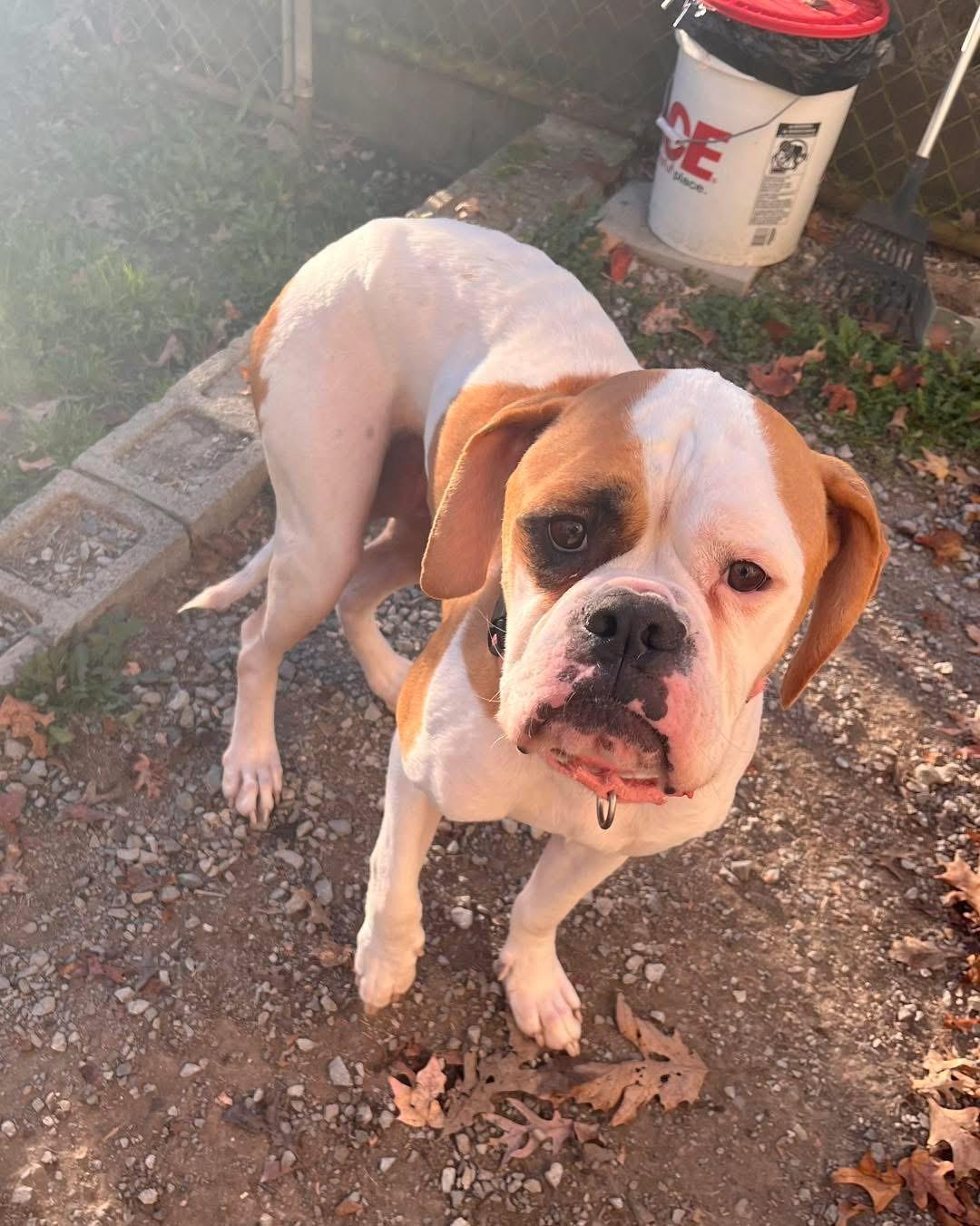 Gracie, Adoptable, Adult Female Bulldog & Boxer.