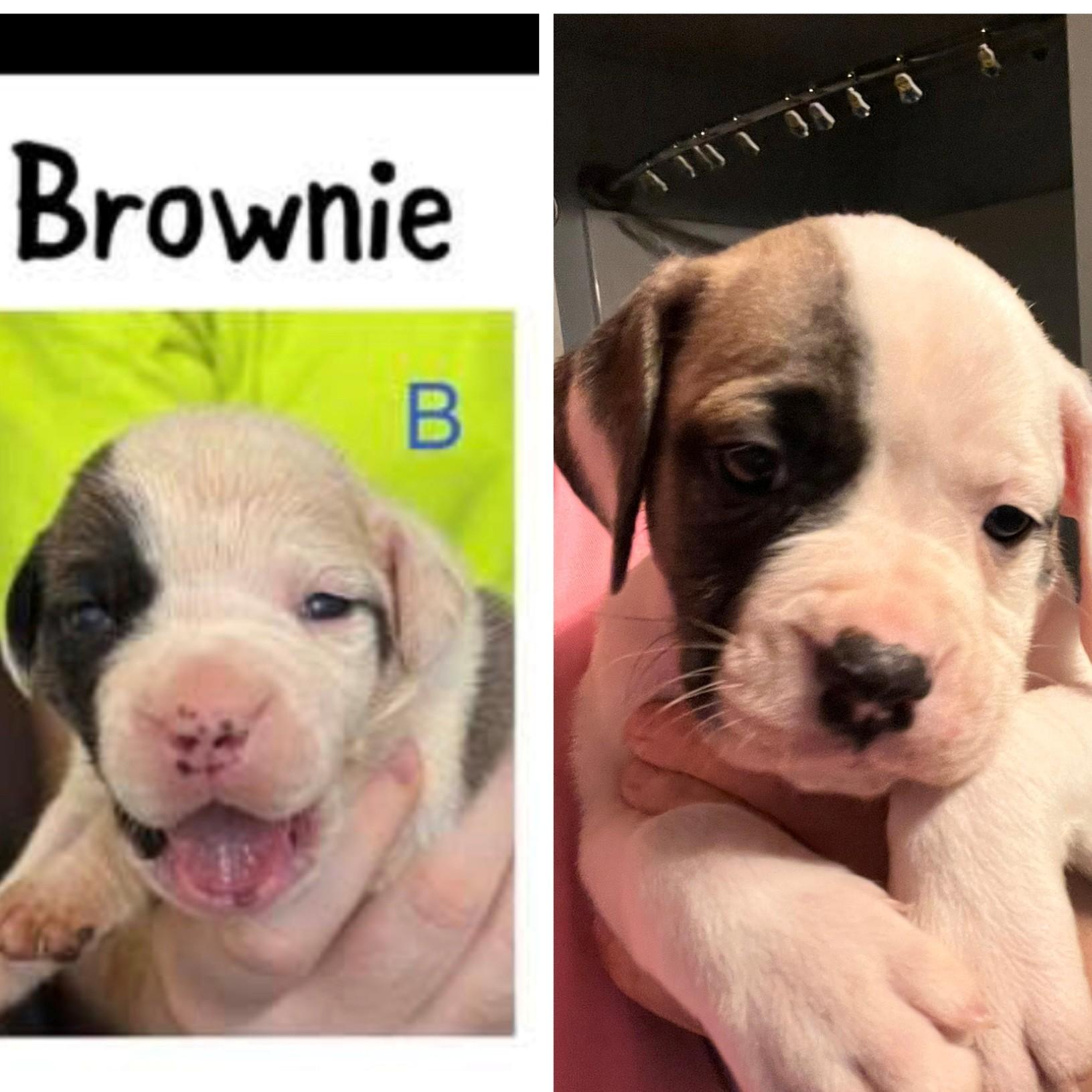 Enlarge Gracie, a Adoptable mixed breed in Youngstown, OH image 2/6