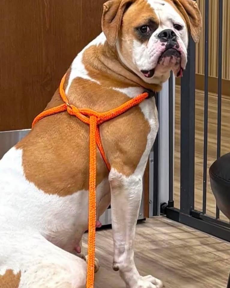Gracie, a ADOPTABLE mixed breed in Youngstown, OH image 2/3