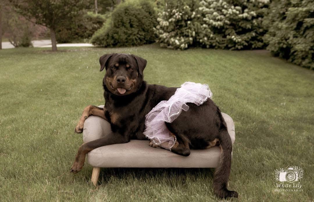 Leah, ADOPTABLE, Young Female Rottweiler.
