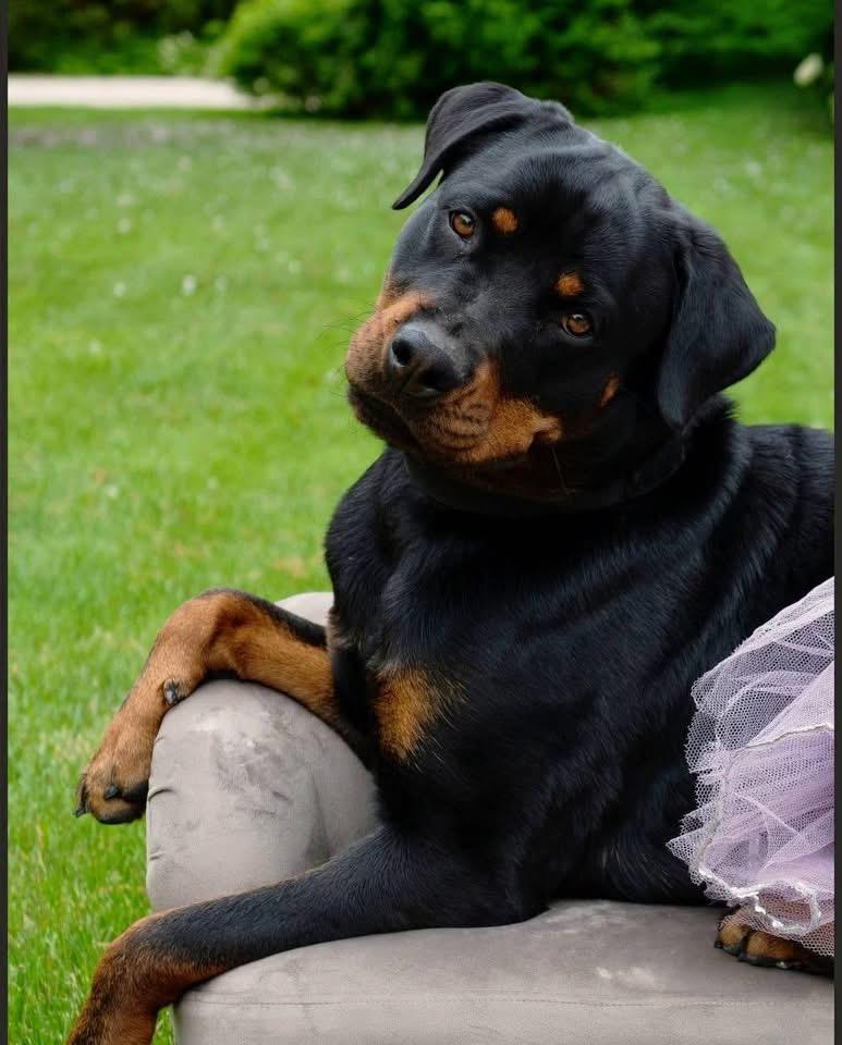 Enlarge Leah, a ADOPTABLE Rottweiler in Bayport, NY image 3/6