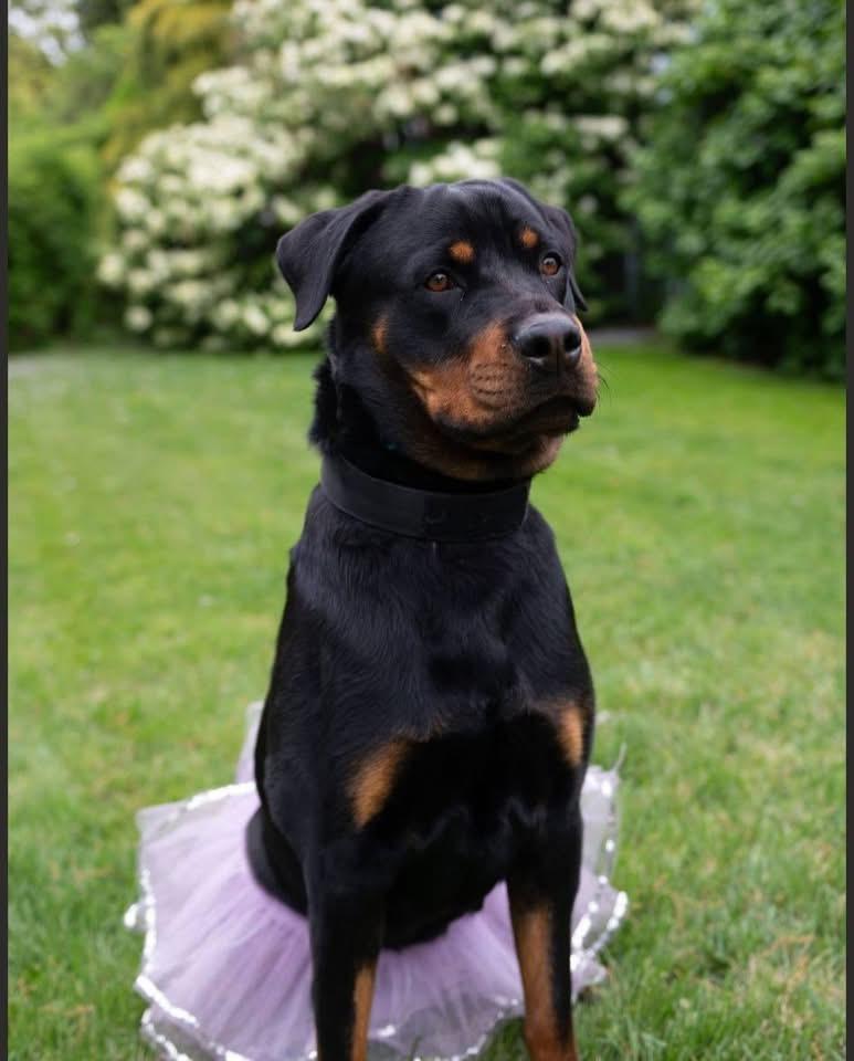 Enlarge Leah, a ADOPTABLE Rottweiler in Bayport, NY image 5/6