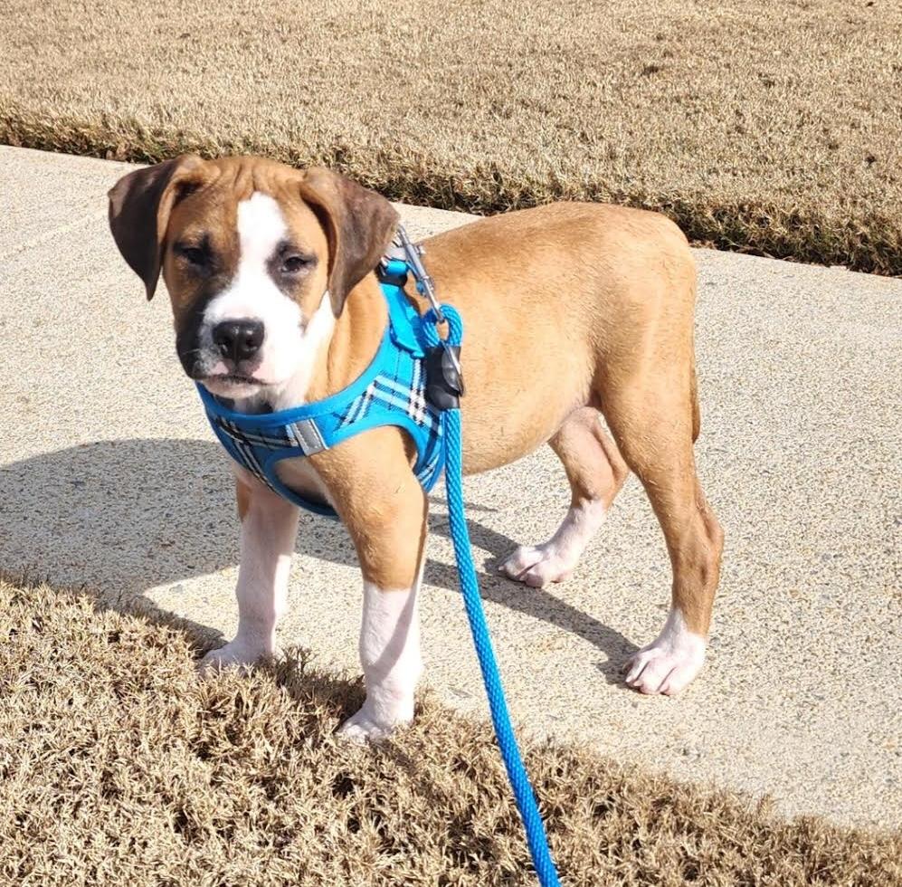 Enlarge Hiro, a ADOPTABLE mixed breed in Cumming, GA image 4/6