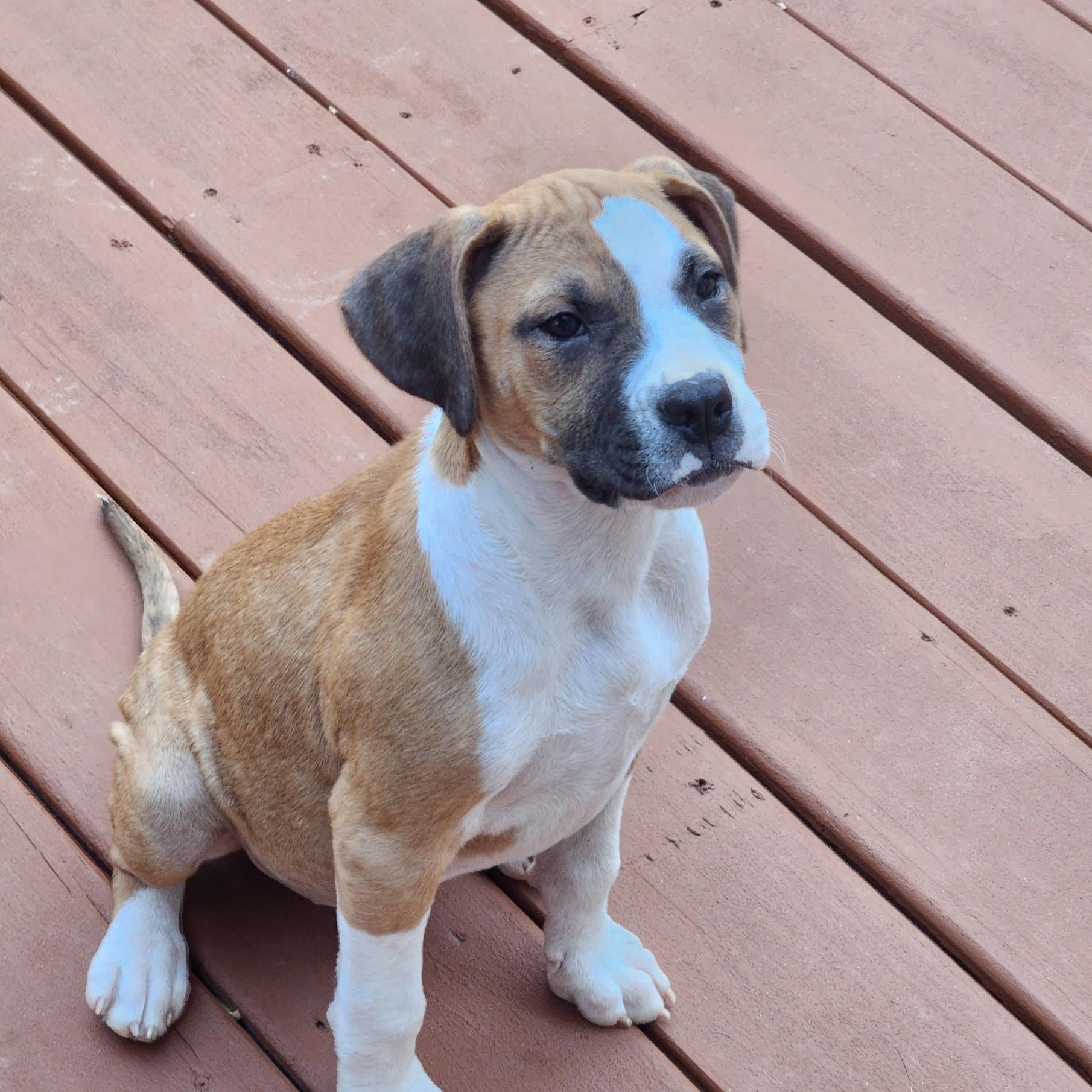 Enlarge Hiro, a ADOPTABLE mixed breed in Cumming, GA image 5/6