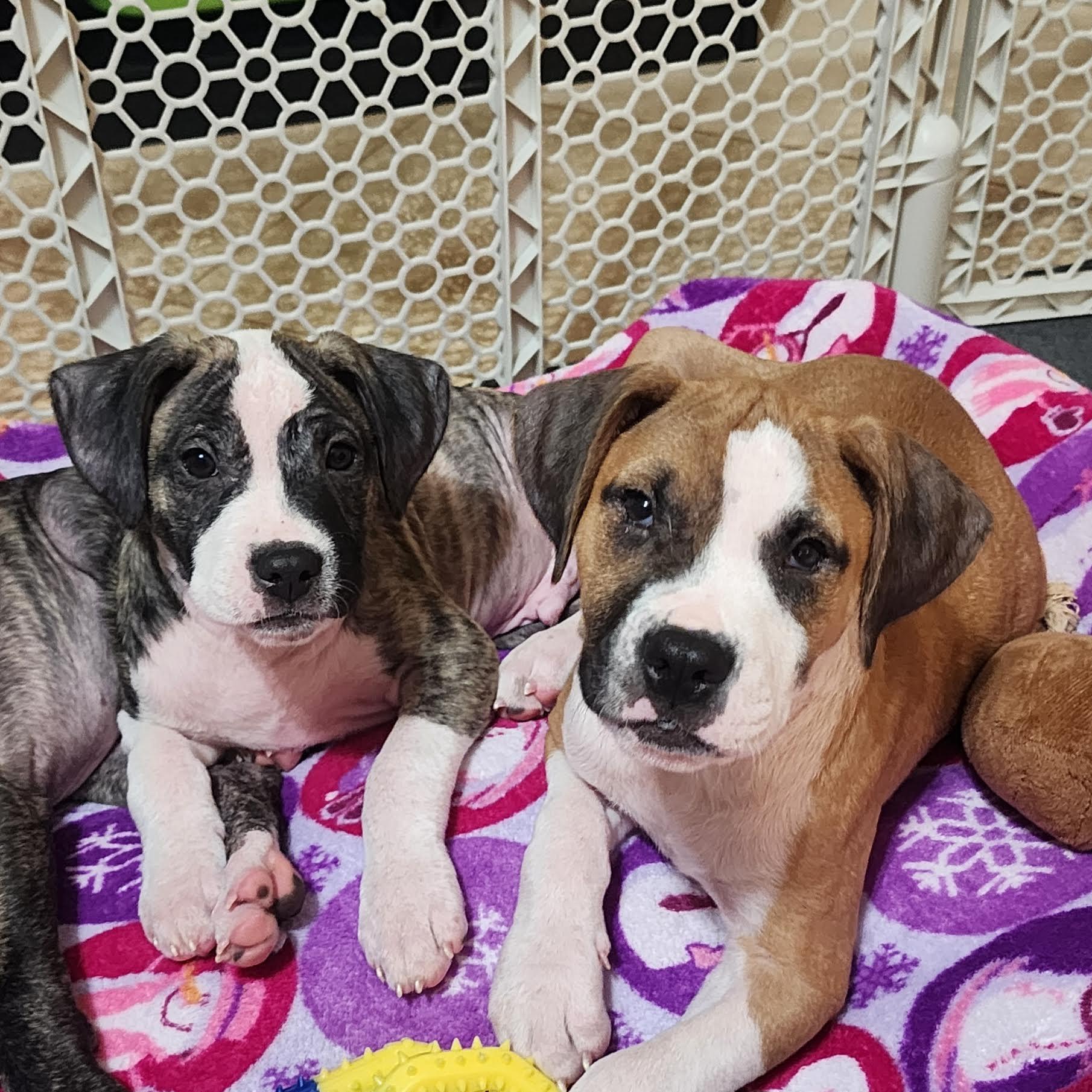 Enlarge Hiro, a ADOPTABLE mixed breed in Cumming, GA image 6/6