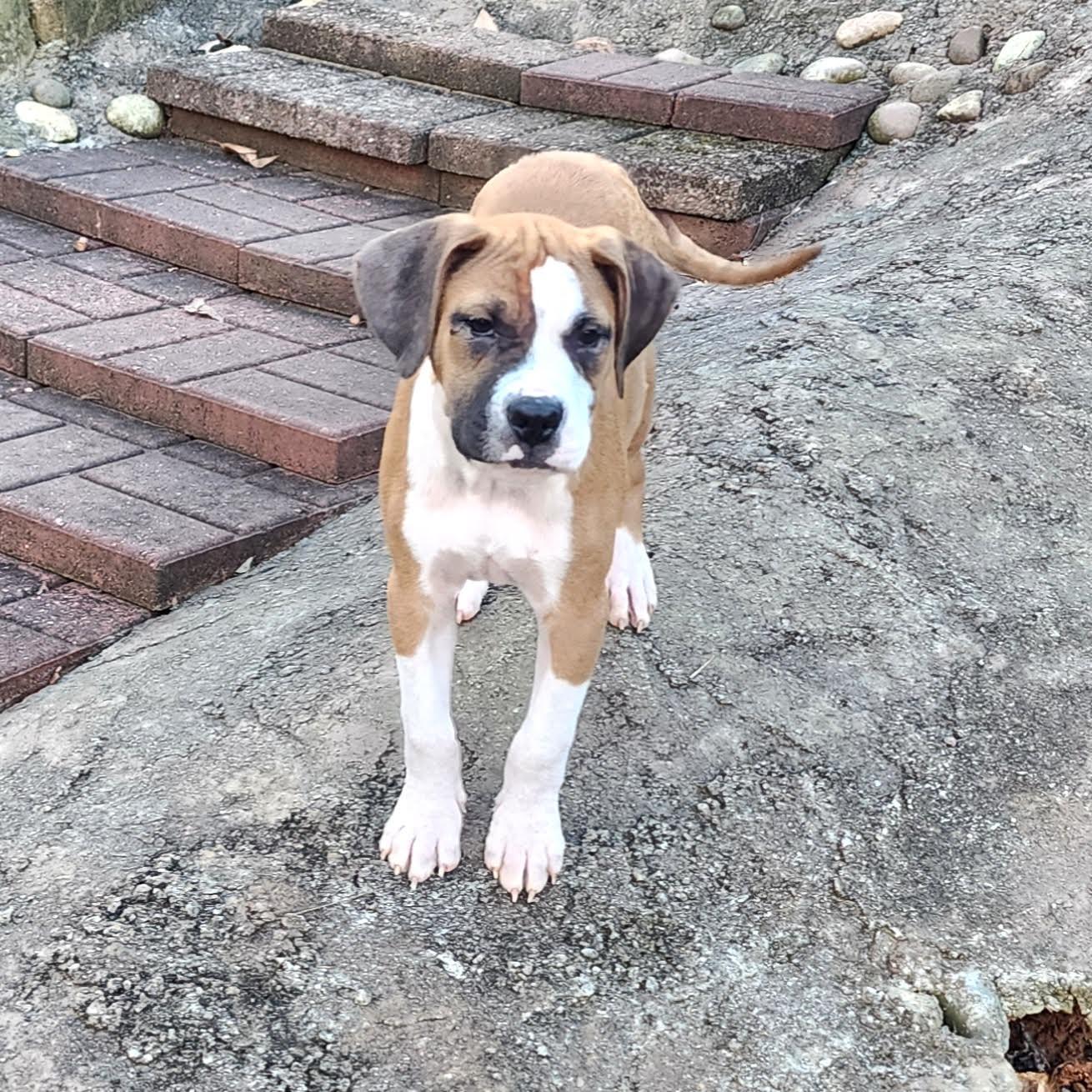 Enlarge Hiro, a ADOPTABLE mixed breed in Cumming, GA image 3/6