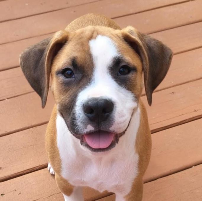 Enlarge Hiro, a ADOPTABLE mixed breed in Cumming, GA image 1/6