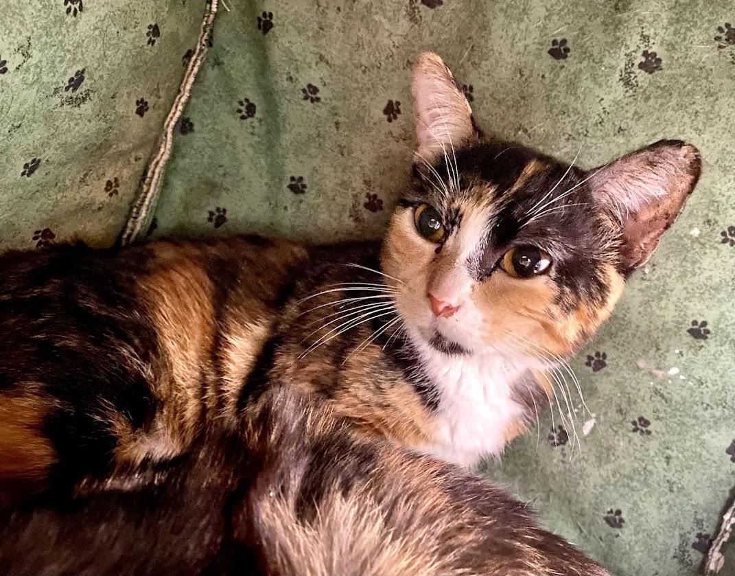Betsy, an adoptable Domestic Short Hair, Munchkin in Lafayette, NJ, 07848 | Photo Image 2