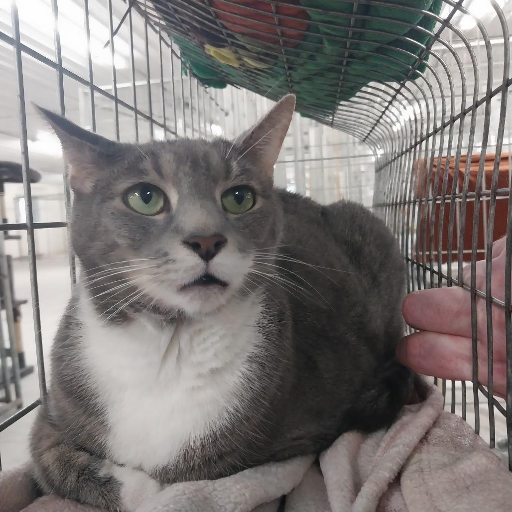 Enlarge Smoke, a Adoptable Domestic Short Hair in East Smithfield , PA image 1/6