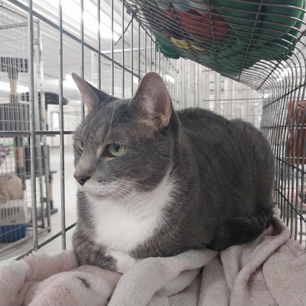 Enlarge Smoke, a Adoptable Domestic Short Hair in East Smithfield , PA image 2/6