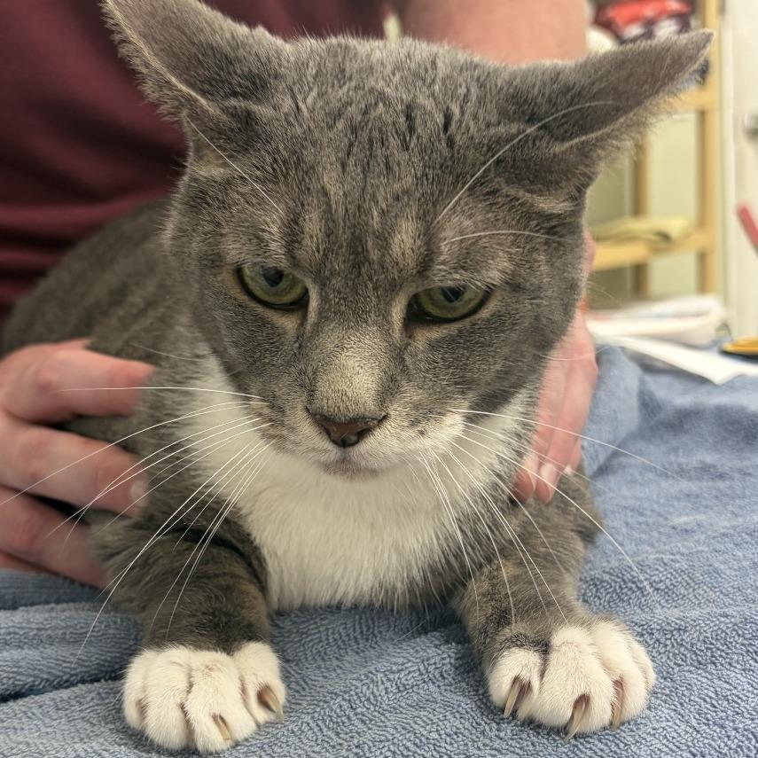 Enlarge Smoke, a Adoptable Domestic Short Hair in East Smithfield , PA image 3/6