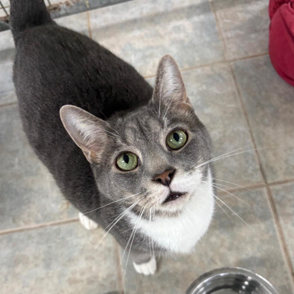 Enlarge Smoke, a Adoptable Domestic Short Hair in East Smithfield , PA image 4/6