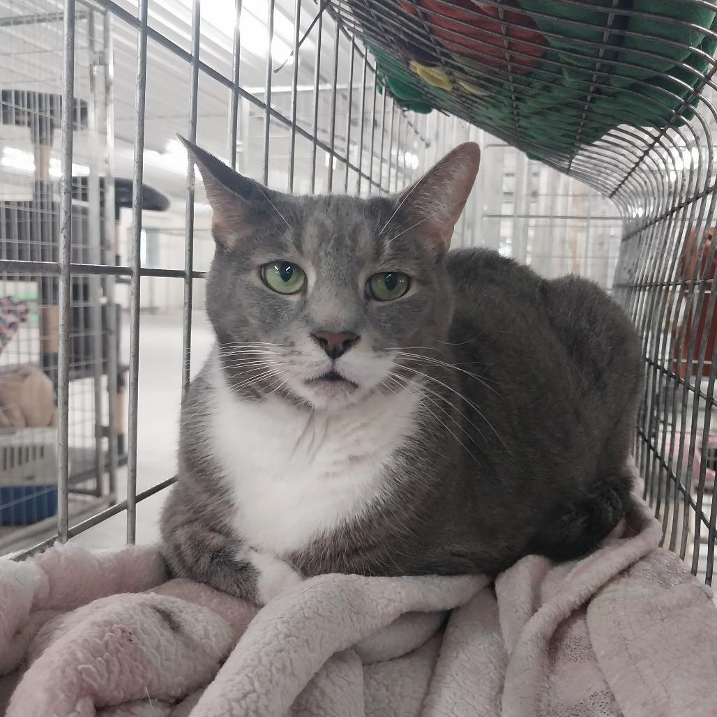 Enlarge Smoke, a Adoptable Domestic Short Hair in East Smithfield , PA image 5/6