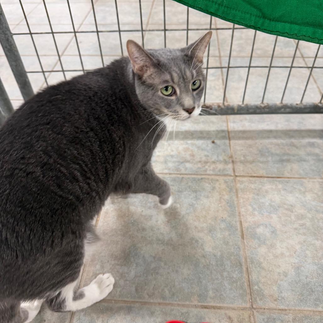 Enlarge Smoke, a Adoptable Domestic Short Hair in East Smithfield , PA image 6/6