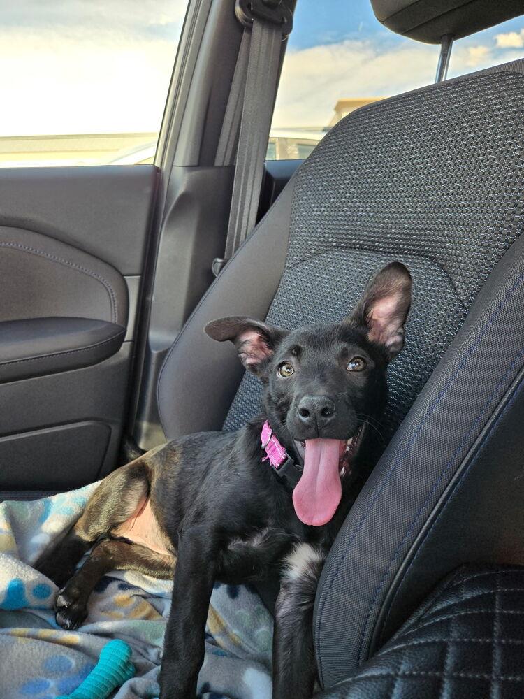 Misty, Adoptable, Puppy Female Labrador Retriever.