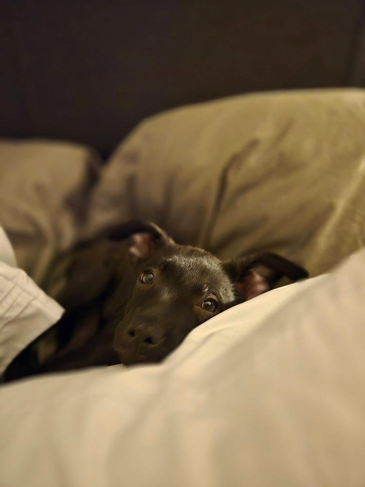 Enlarge Misty, a Adoptable mixed breed in Colorado Springs, CO image 2/6