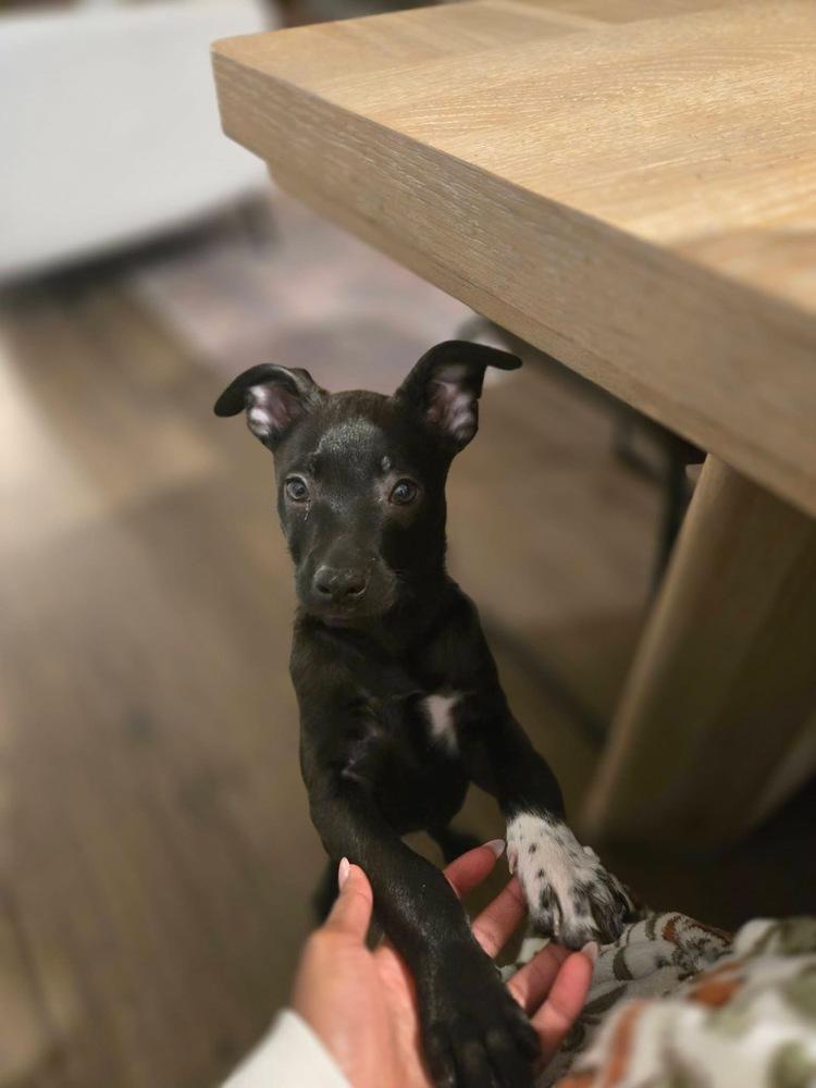 Enlarge Misty, a Adoptable mixed breed in Colorado Springs, CO image 3/6