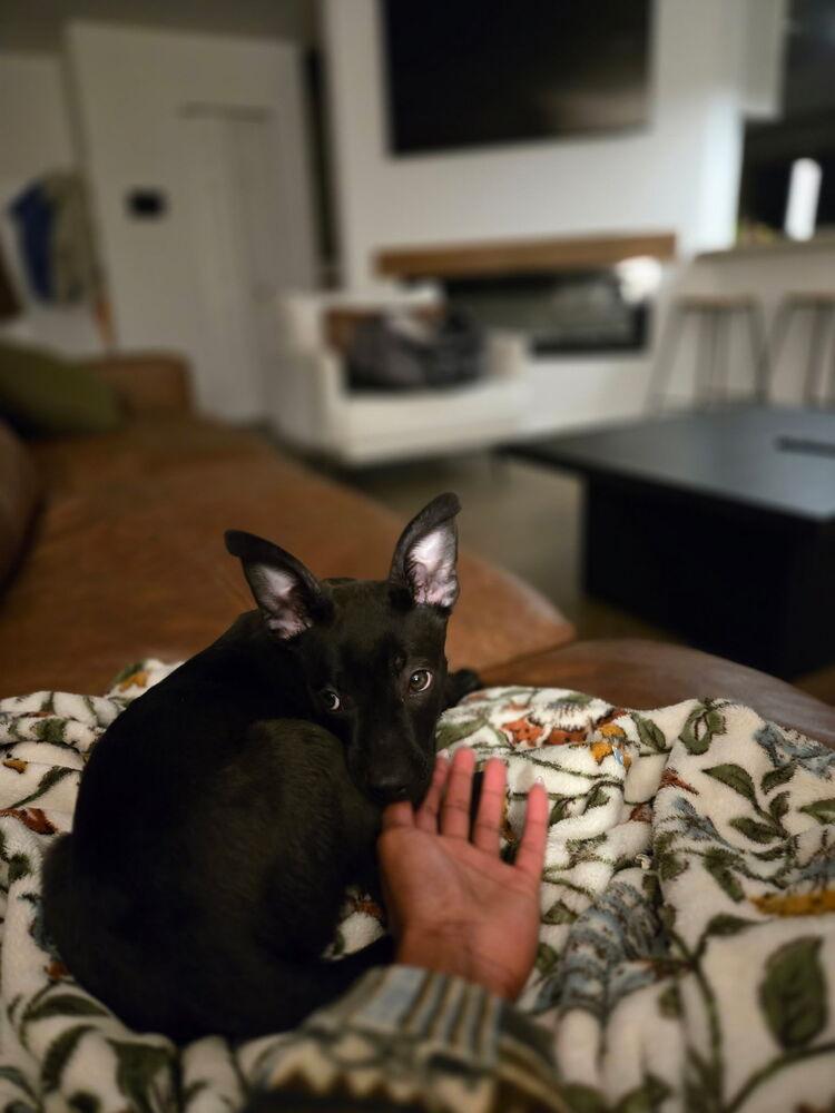 Enlarge Misty, a Adoptable mixed breed in Colorado Springs, CO image 4/6