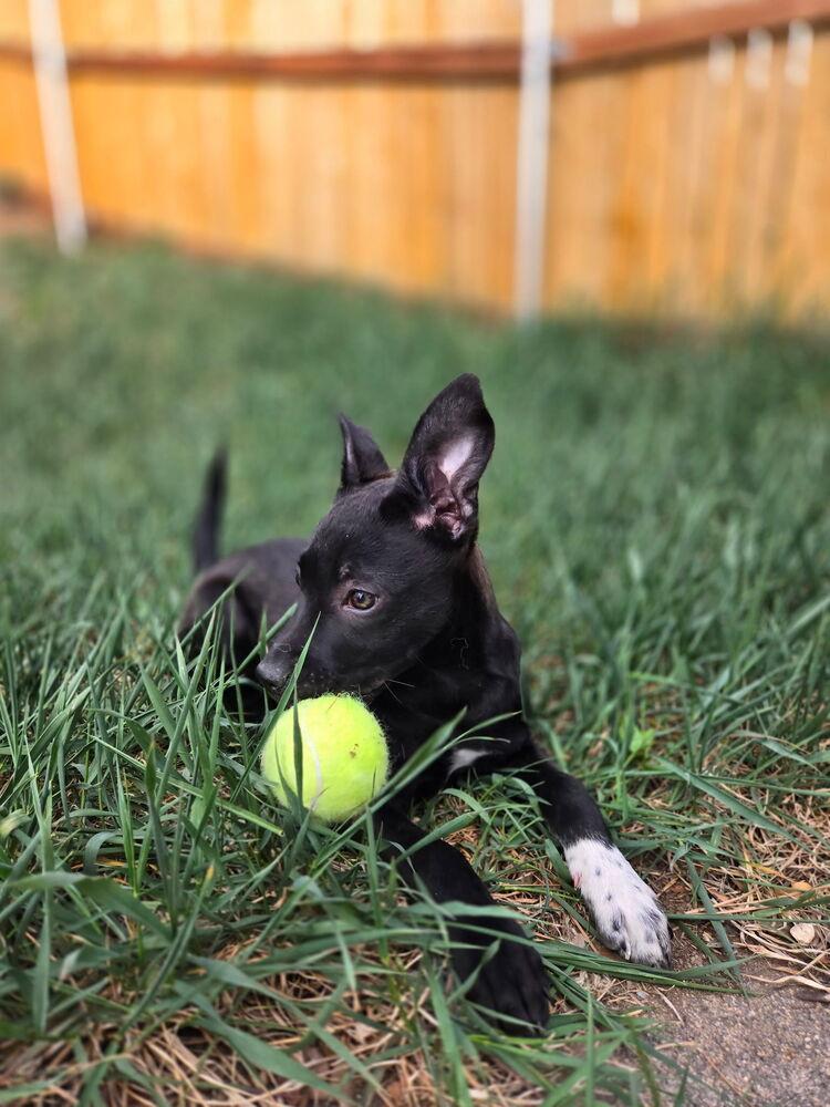 Enlarge Misty, a Adoptable mixed breed in Colorado Springs, CO image 5/6