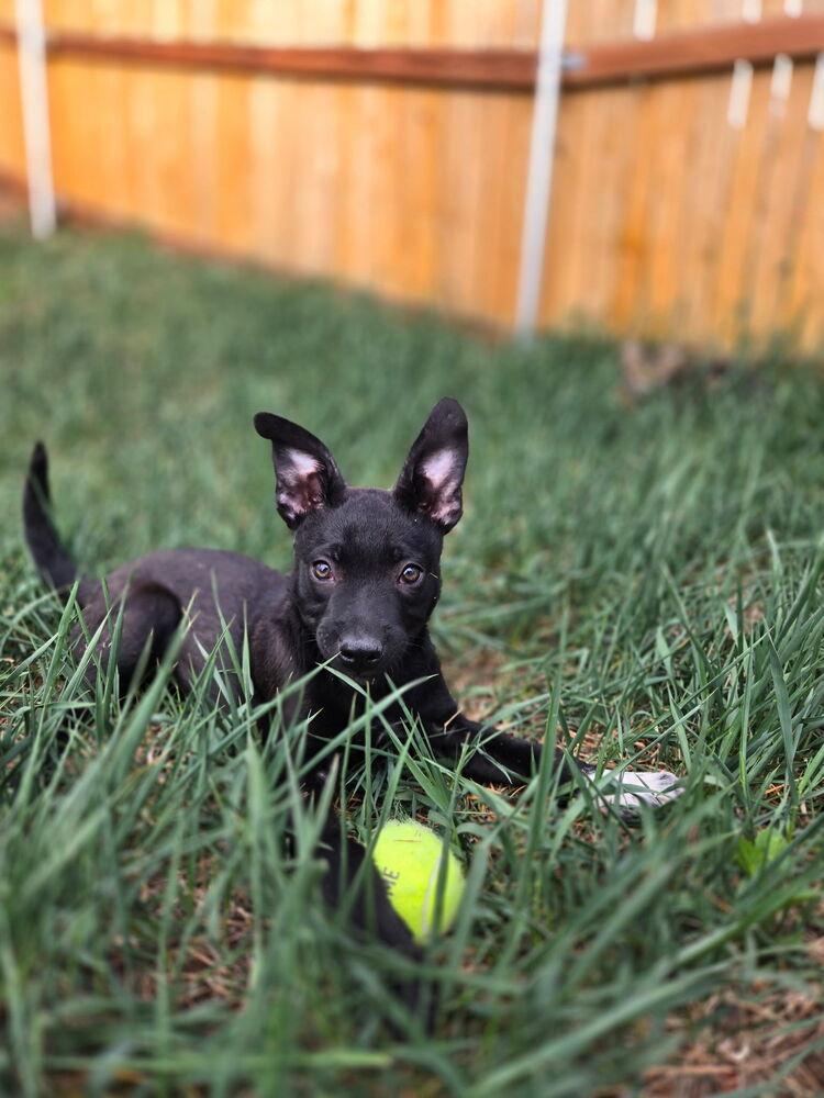 Enlarge Misty, a Adoptable mixed breed in Colorado Springs, CO image 6/6