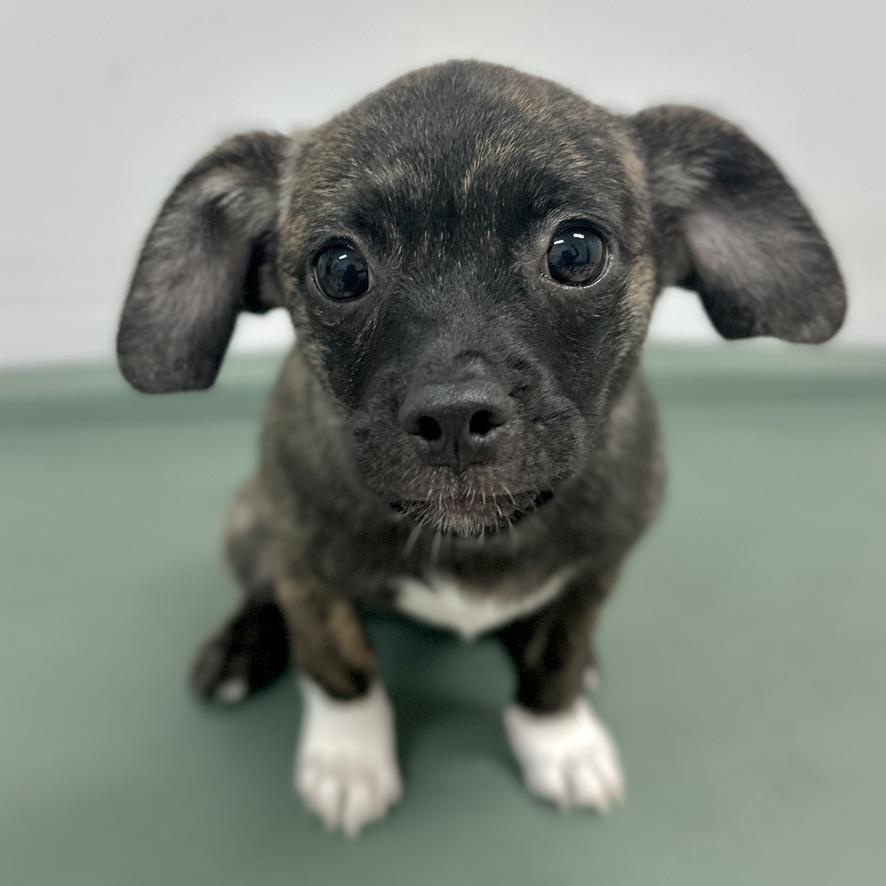 Jellybean, Baby Female Pug