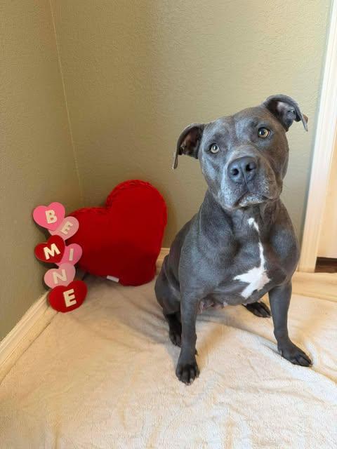 Enlarge Mia, a ADOPTABLE mixed breed in Wichita Falls, TX image 2/4