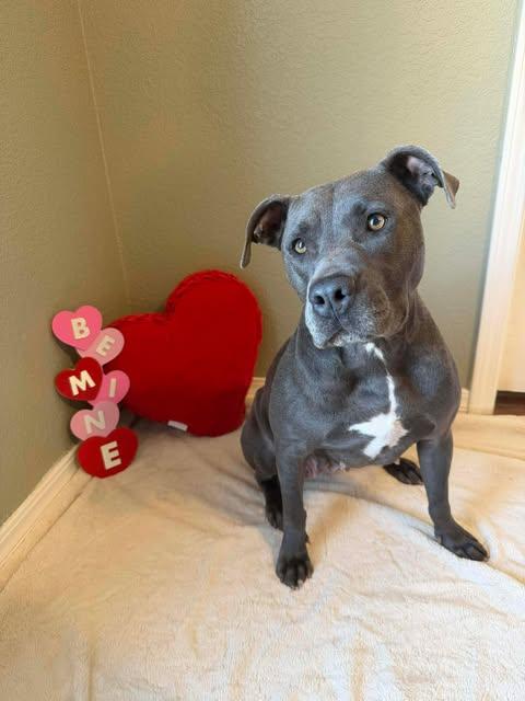 Enlarge Mia, a ADOPTABLE mixed breed in Wichita Falls, TX image 1/4