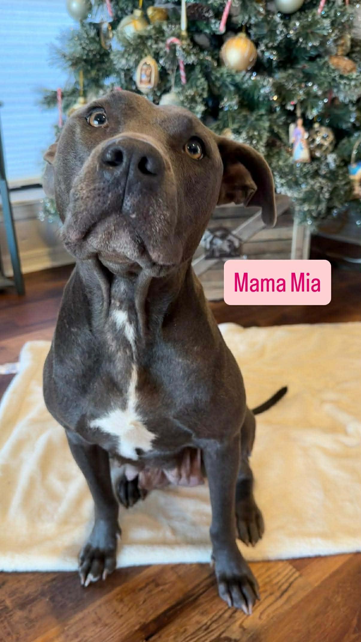 Mia, ADOPTABLE, Adult Female Pit Bull Terrier.