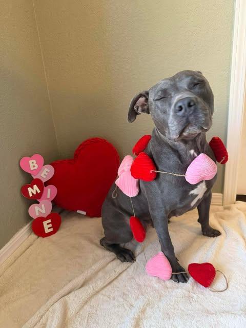 Enlarge Mia, a ADOPTABLE mixed breed in Wichita Falls, TX image 4/4