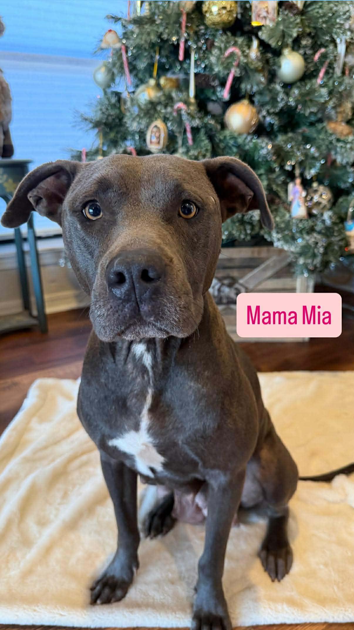 Mia, a ADOPTABLE mixed breed in Wichita Falls, TX image 2/4