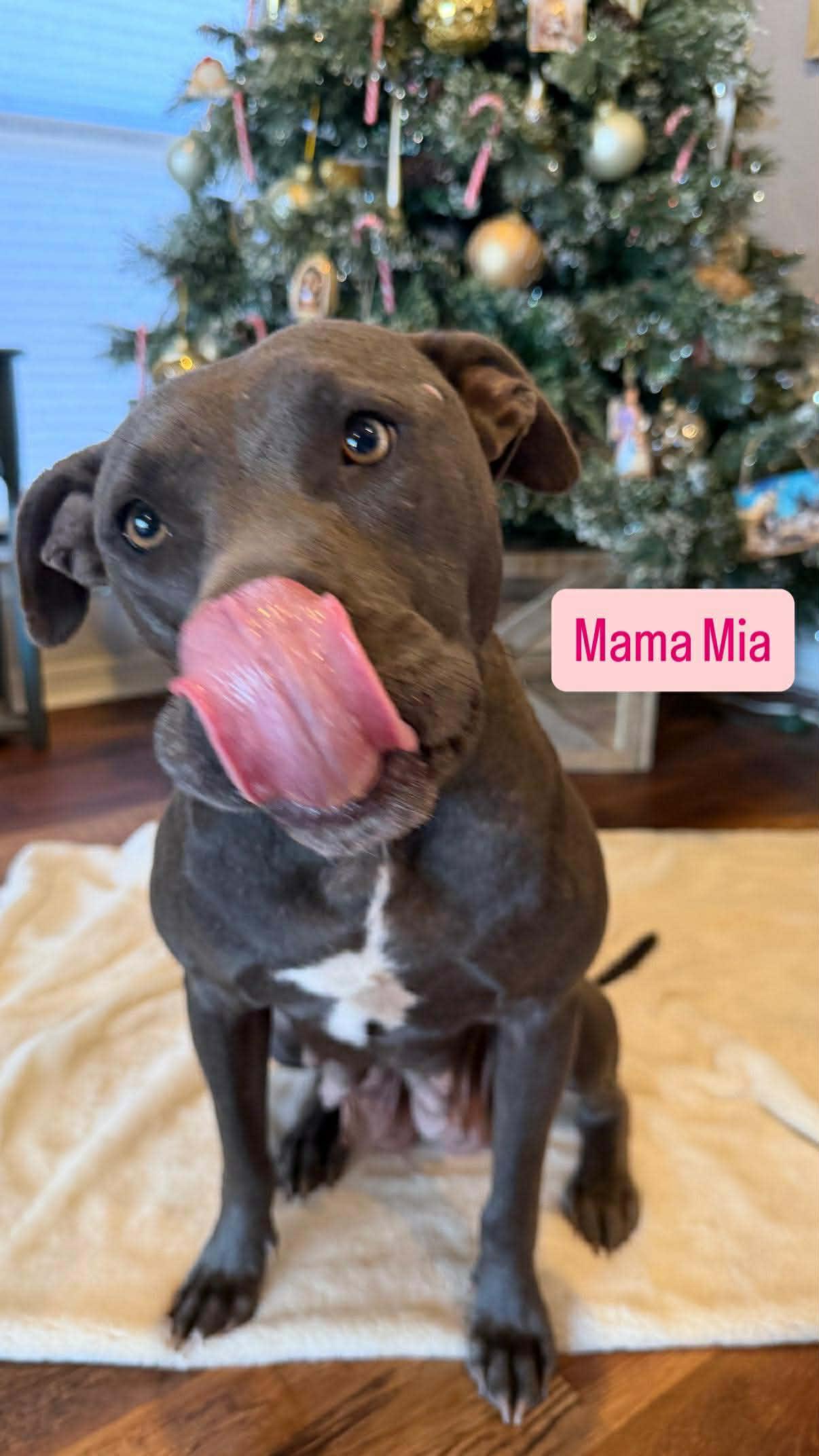 Mia, a ADOPTABLE mixed breed in Wichita Falls, TX image 3/4