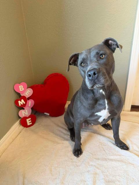 Enlarge Mia, a ADOPTABLE mixed breed in Wichita Falls, TX image 3/4