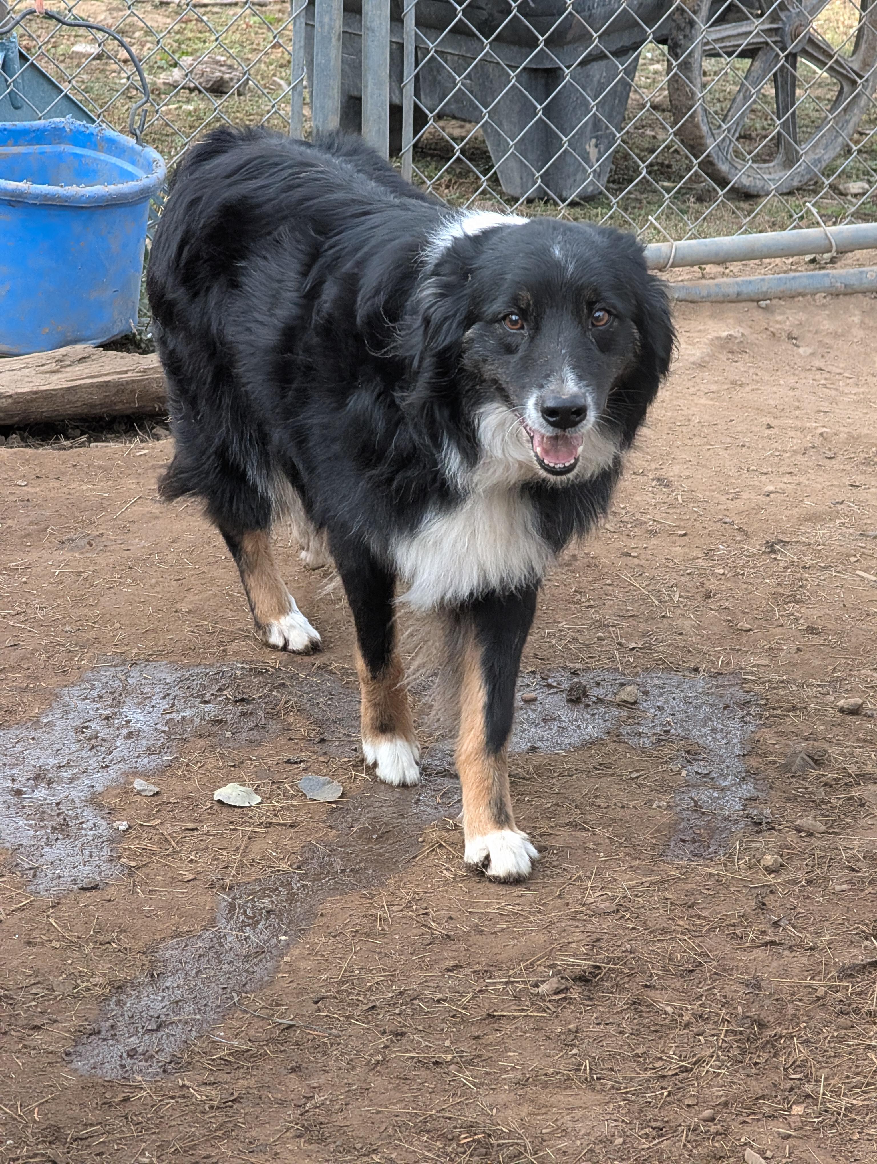 Enlarge Lucy, a Adoptable Australian Shepherd in COEUR D ALENE, ID image 2/6